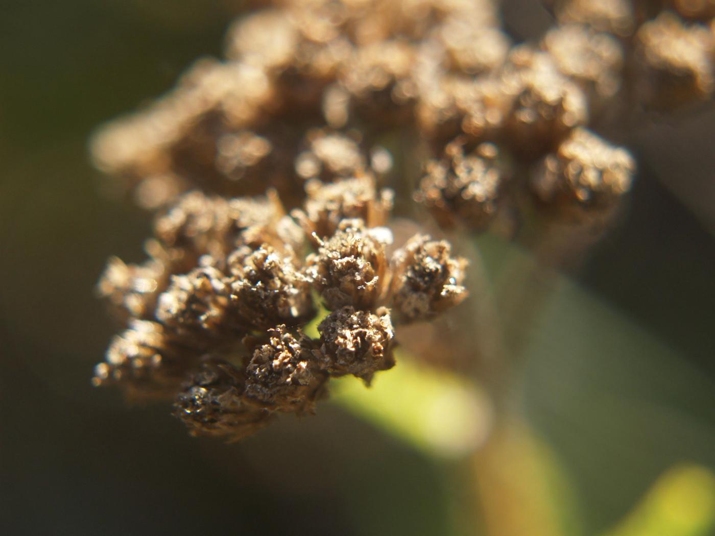 Yarrow, Fragrant fruit